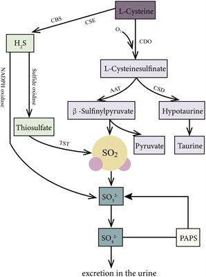 Endogenous SO2 Controls Cell Apoptosis: The State-of-the-Art